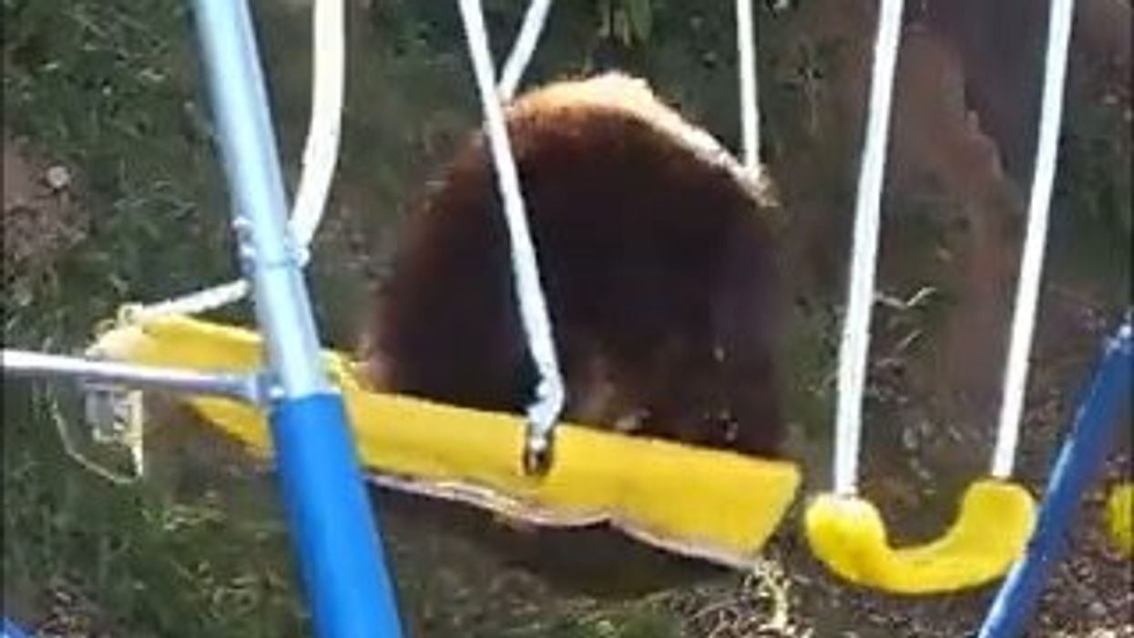 Grande orso bruno si lancia sull'altalena e si lascia dondolare | video