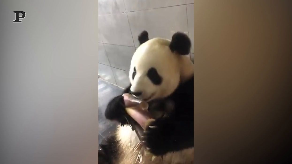 I panda e il bambù, una storia d'amore senza fine