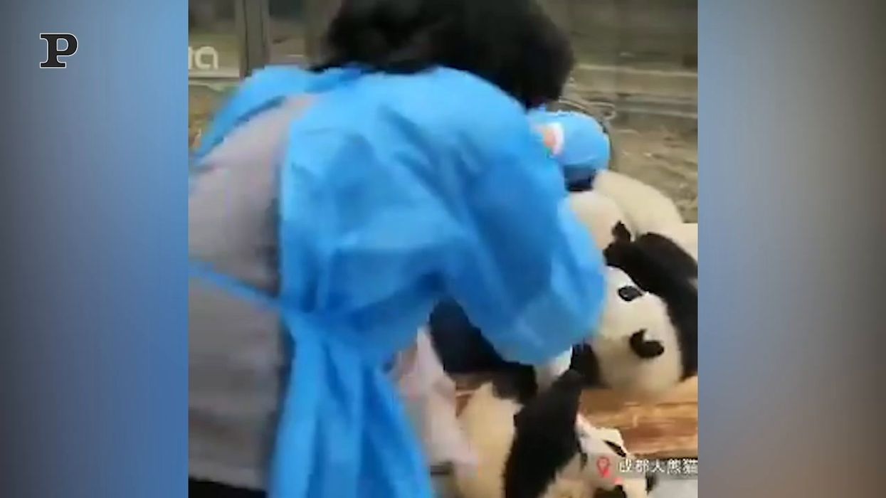 Panda-sitter: il lavoro più bello del mondo | video