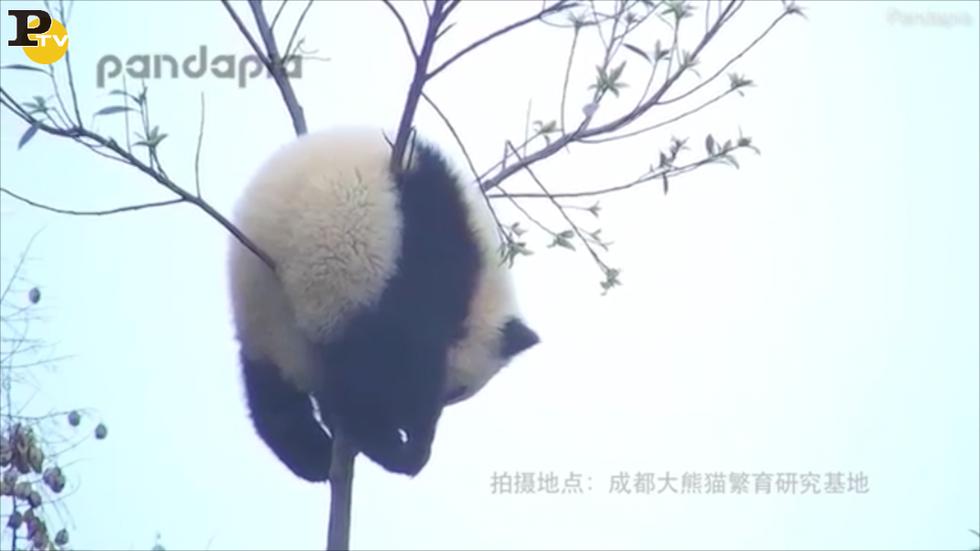 panda appeso albero cina video