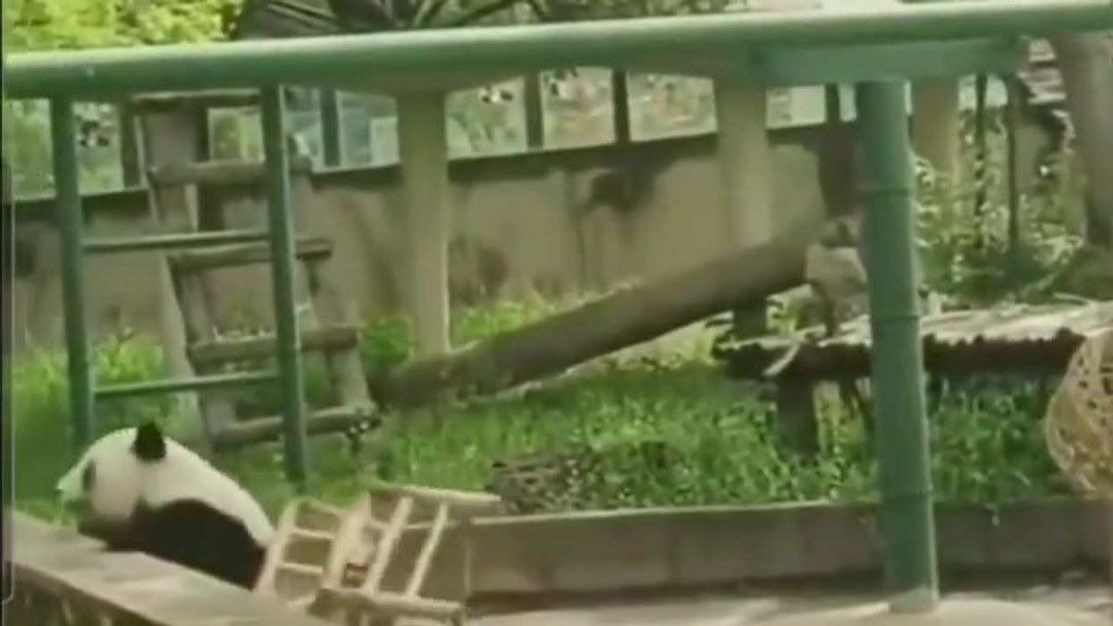 Panda cade dalla sedia | video