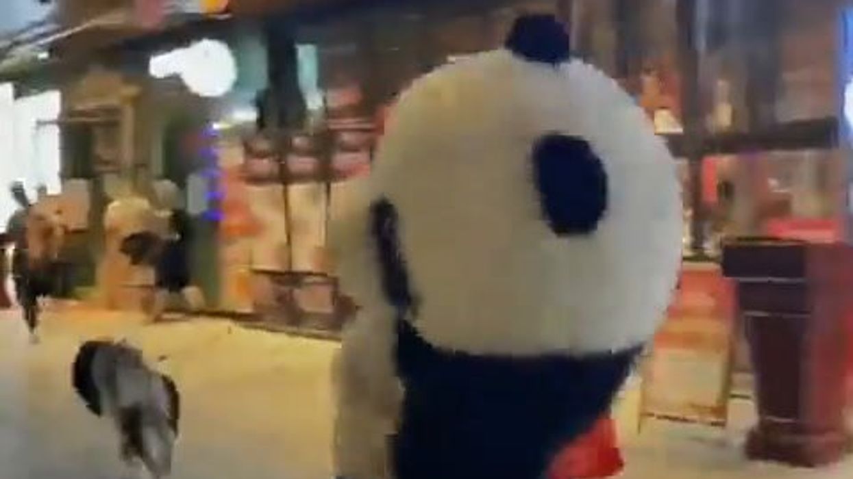 Il cane che trascina un panda | video