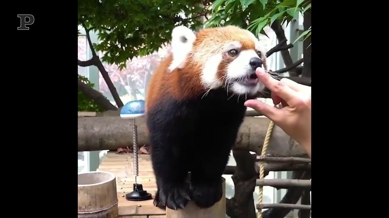 Il panda rosso intelligente che fa ciao con la zampa