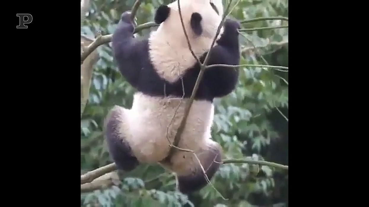 In due panda sullo stesso albero? Meglio di no