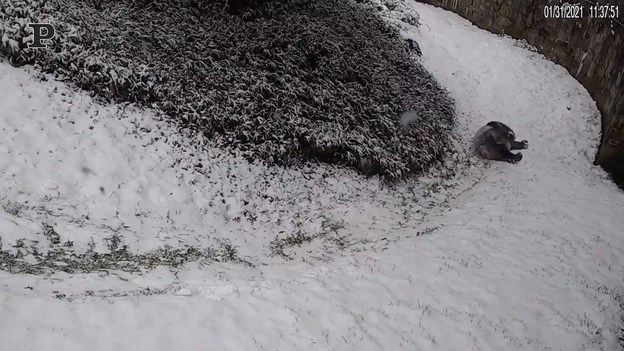 New York, panda gigante gioca con la neve per la prima volta | video