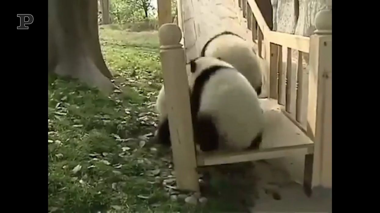 A volte basta uno scivolo per ritornare bambini, come questi panda