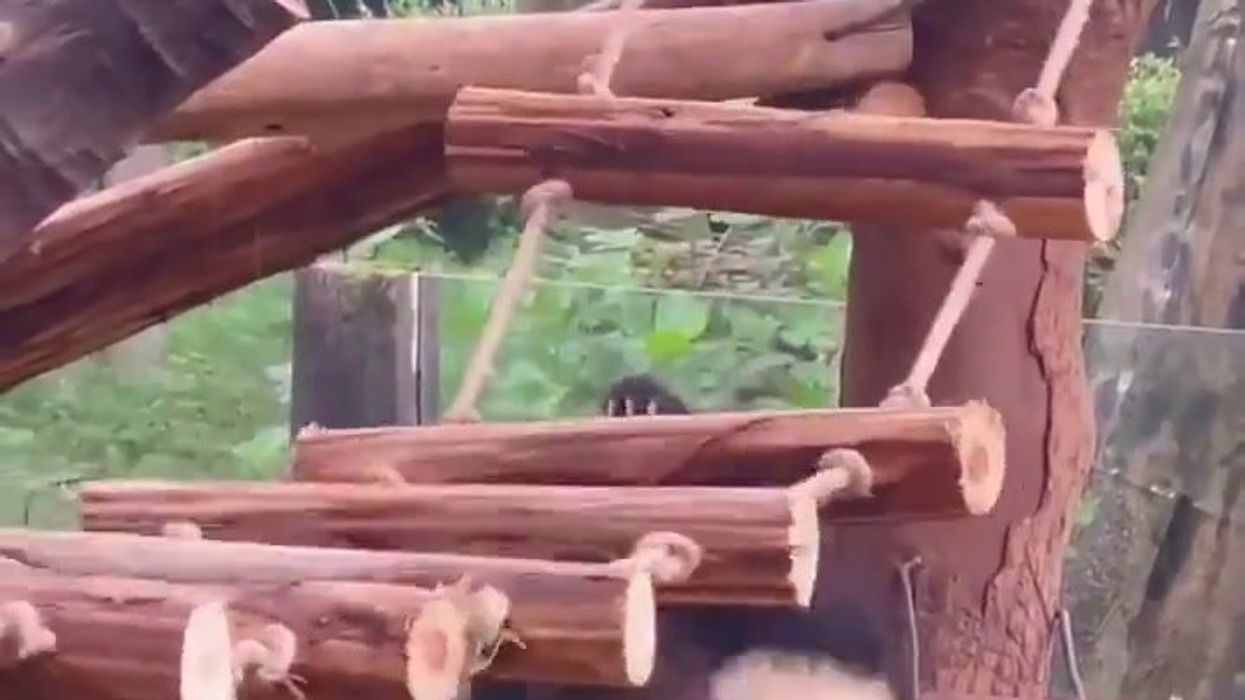 Panda pasticcione inciampa e cade | video