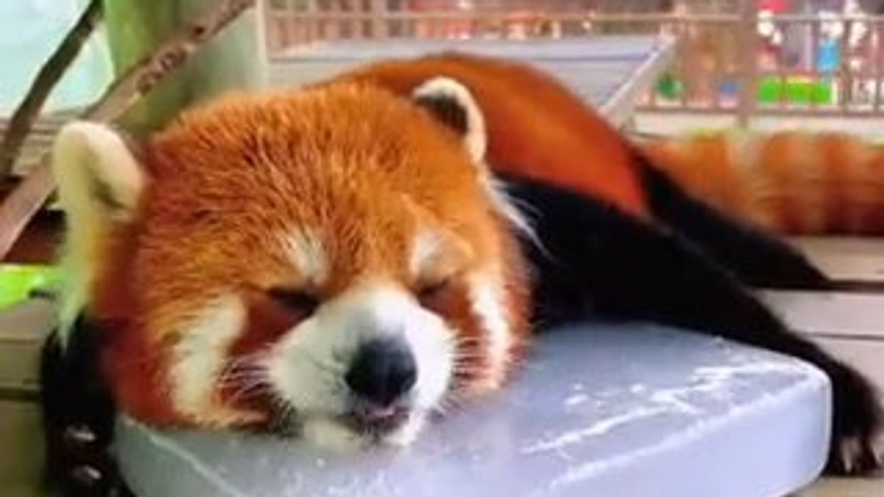 Panda rosso si sdraia sul blocco di ghiaccio per sfuggire al caldo torrido | video
