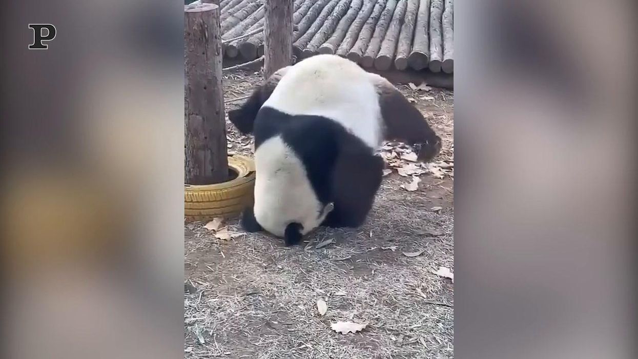 Panda fa yoga come un professionista | video