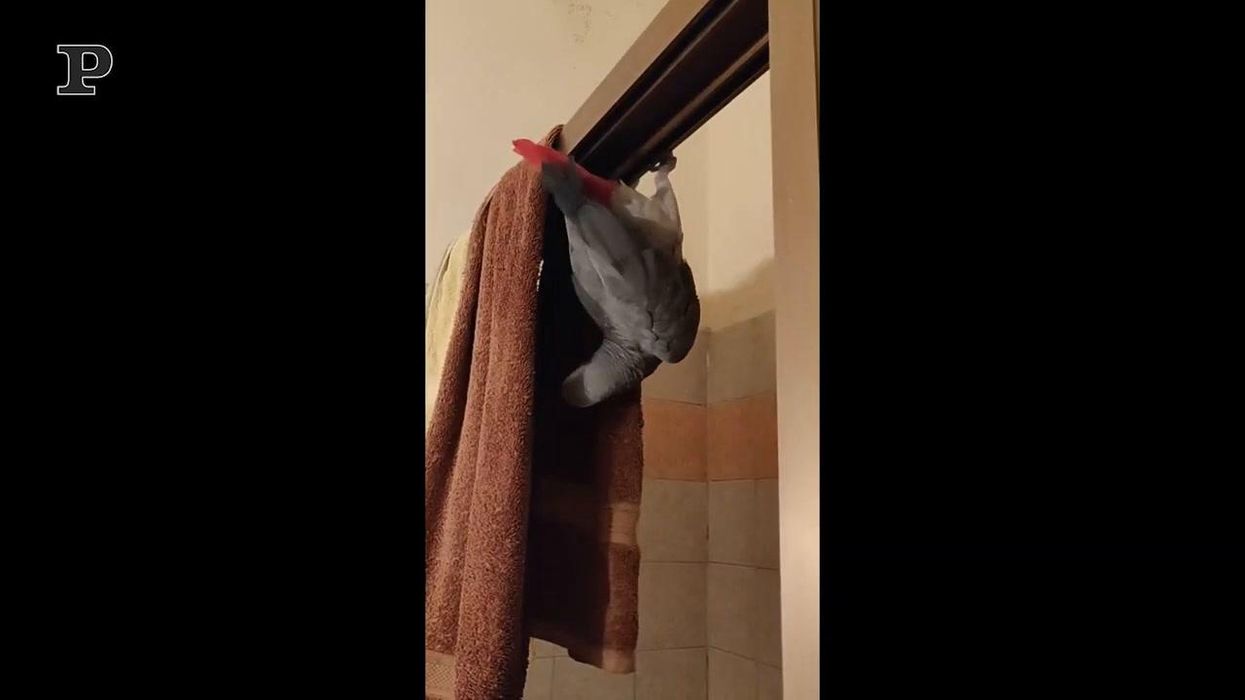 Pappagallo acrobata si arrampica sulla doccia | video