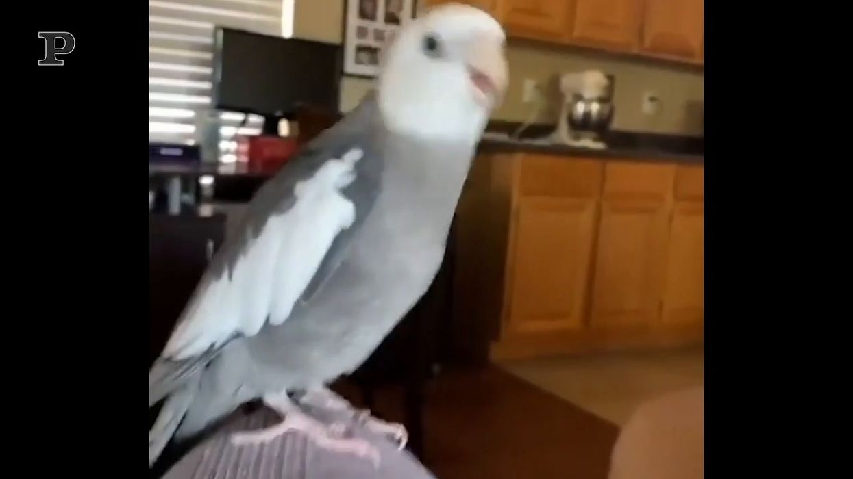 L'esilarante pappagallo che balla "Pump it up"