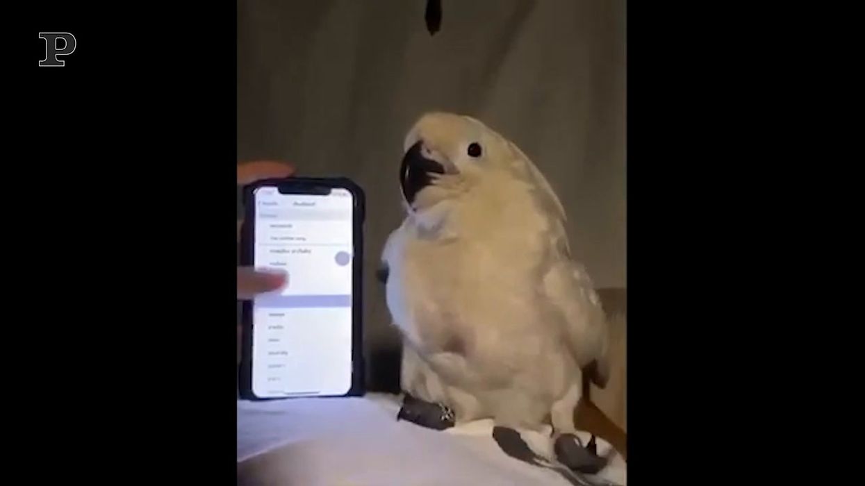 Il pappagallo balla a ritmo tutte le suonerie del cellulare