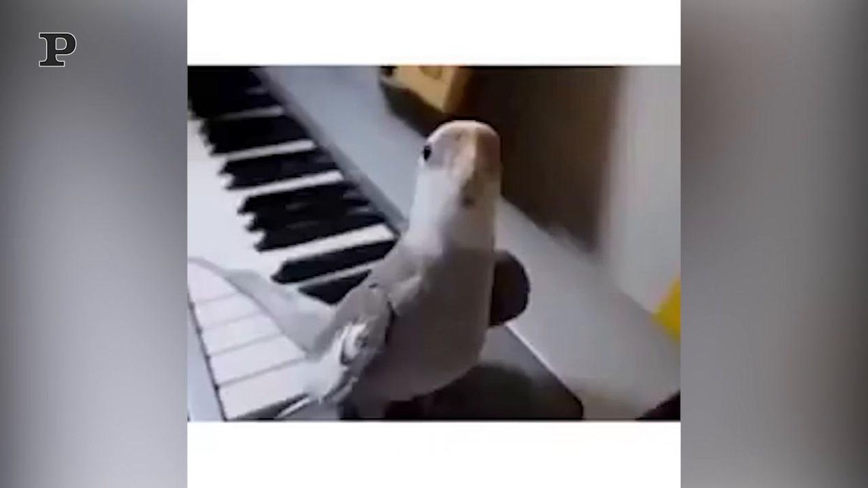 Pappagallo canta mentre il padrone suona il pianoforte | video