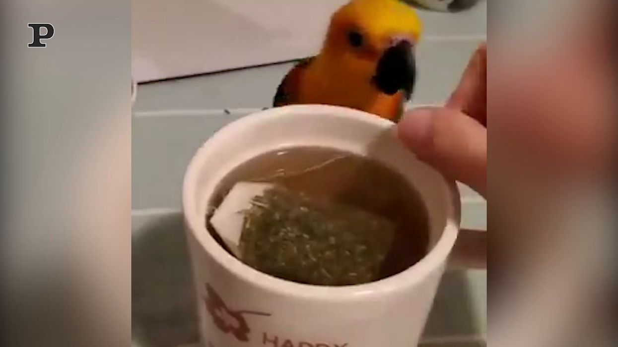 Il pappagallo serve la colazione al suo padrone...e mangia con lui | video