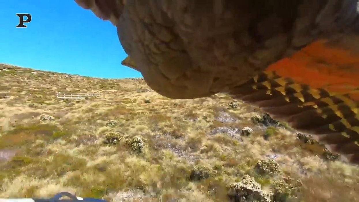 Pappagallo curioso ruba una GoPro e filma il suo volo | Video