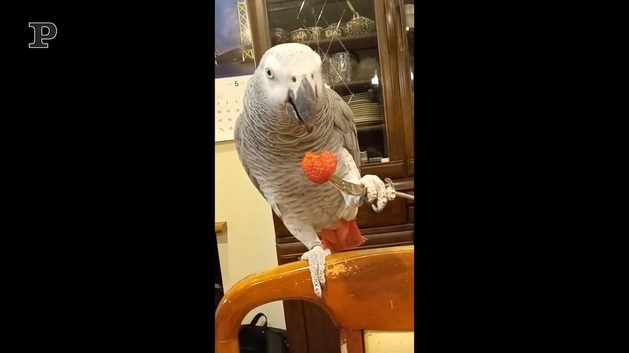 Pappagallo mangia una fragola con la forchetta | video