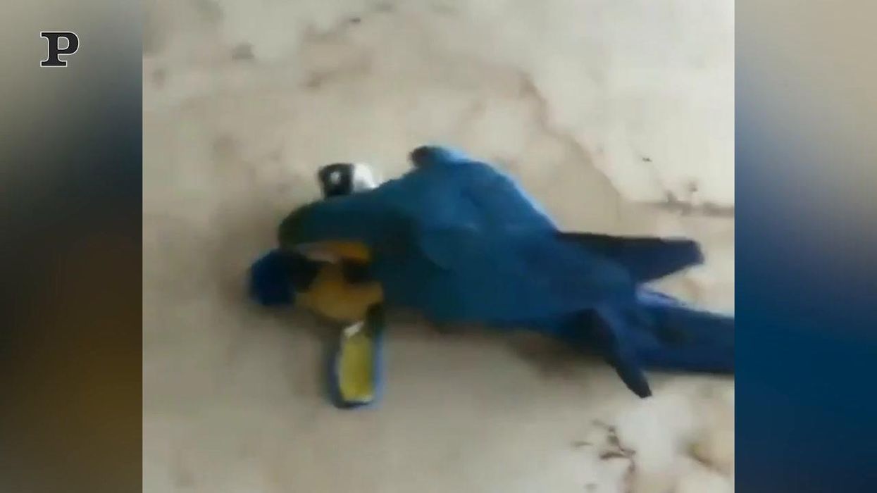 Il pappagallo si diverte a giocare con un suo simile, ma è un peluche | Video