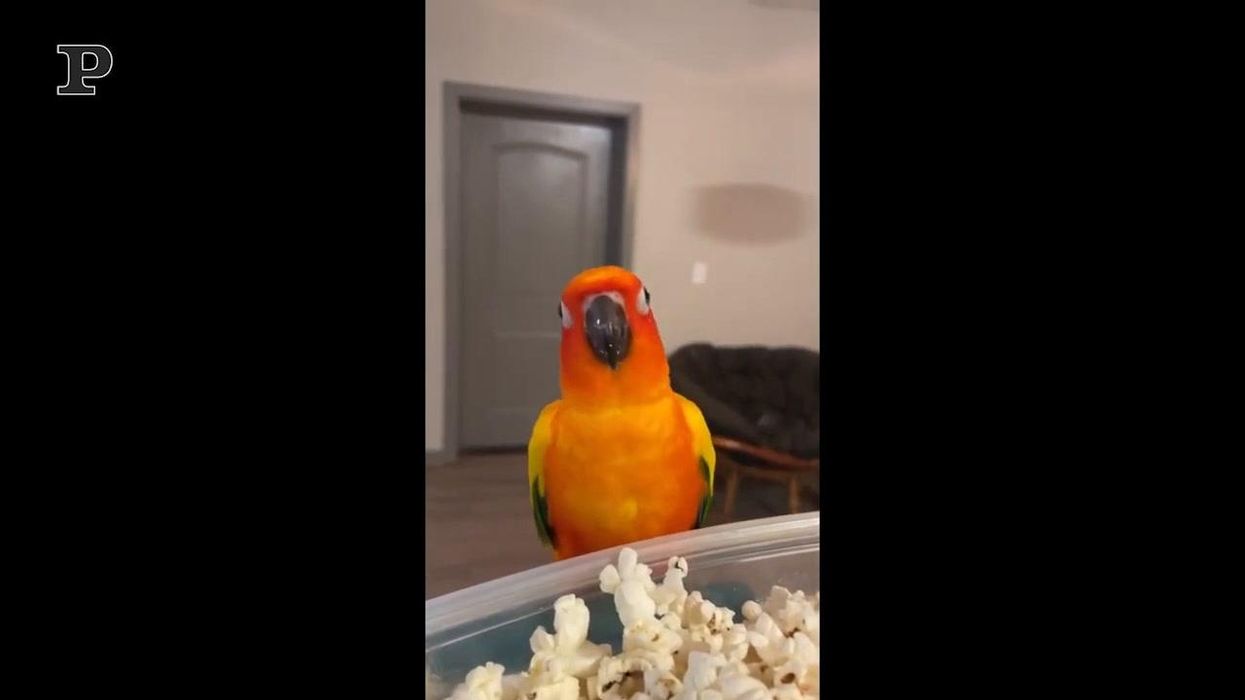 Pappagallo goloso mangia dei pop corn | video