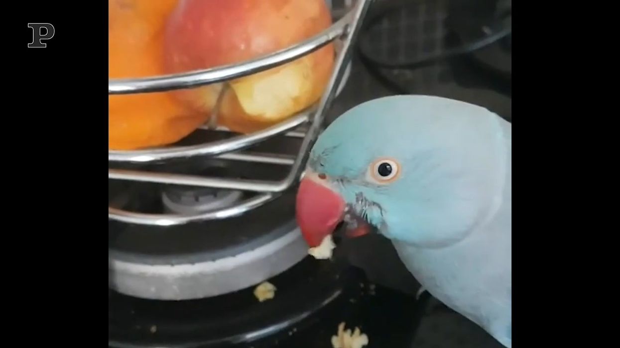 Quando crede di non essere visto, il pappagallo ruba la frutta