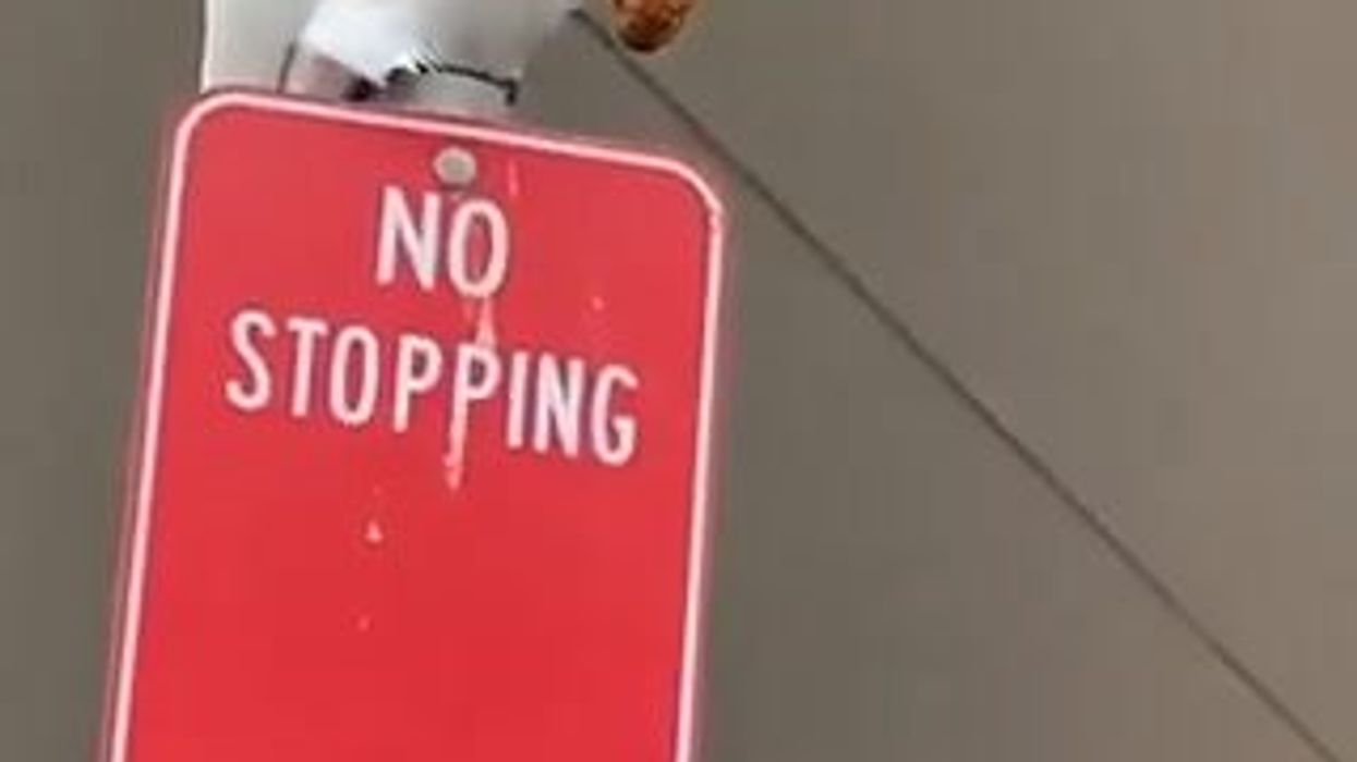 Pappagallo trasgressivo si gusta la sua brioche in un posto "proibito" | video
