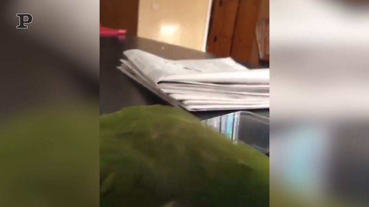 Un pappagallo si arrabbia con la scatola di mirtilli