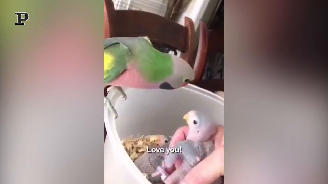 Mamma pappagallo parla con i suoi piccoli | video