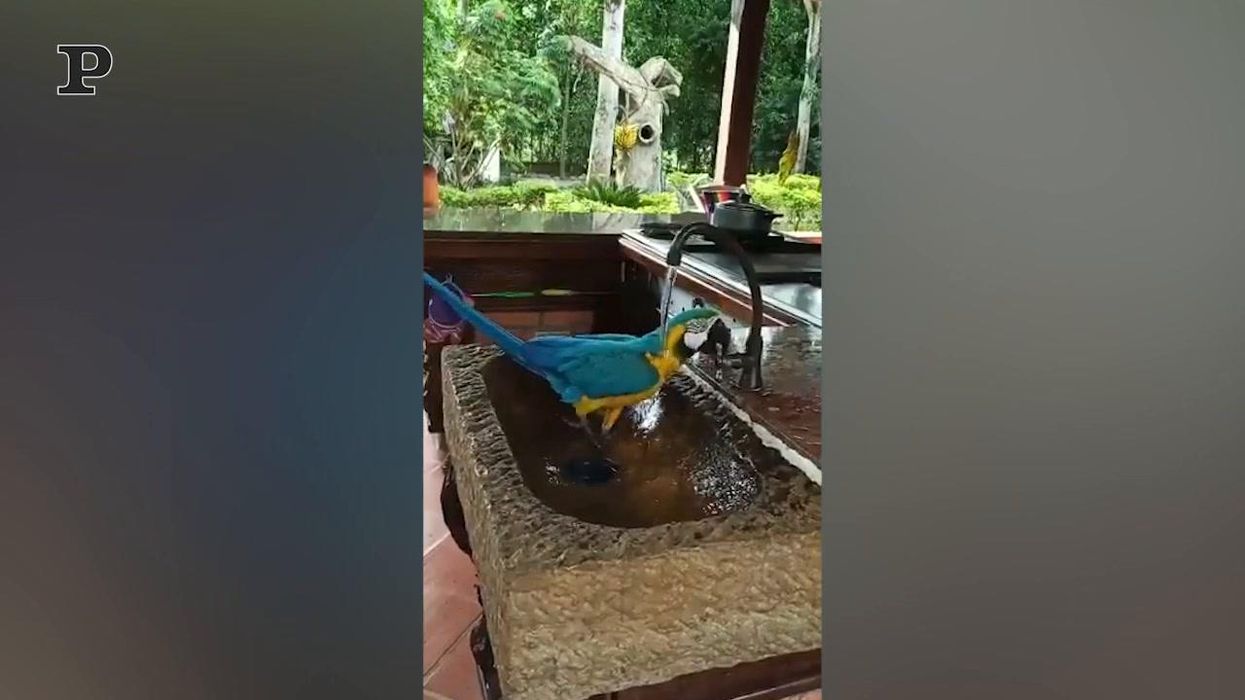 Pappagallo fa la doccia nel lavandino | video