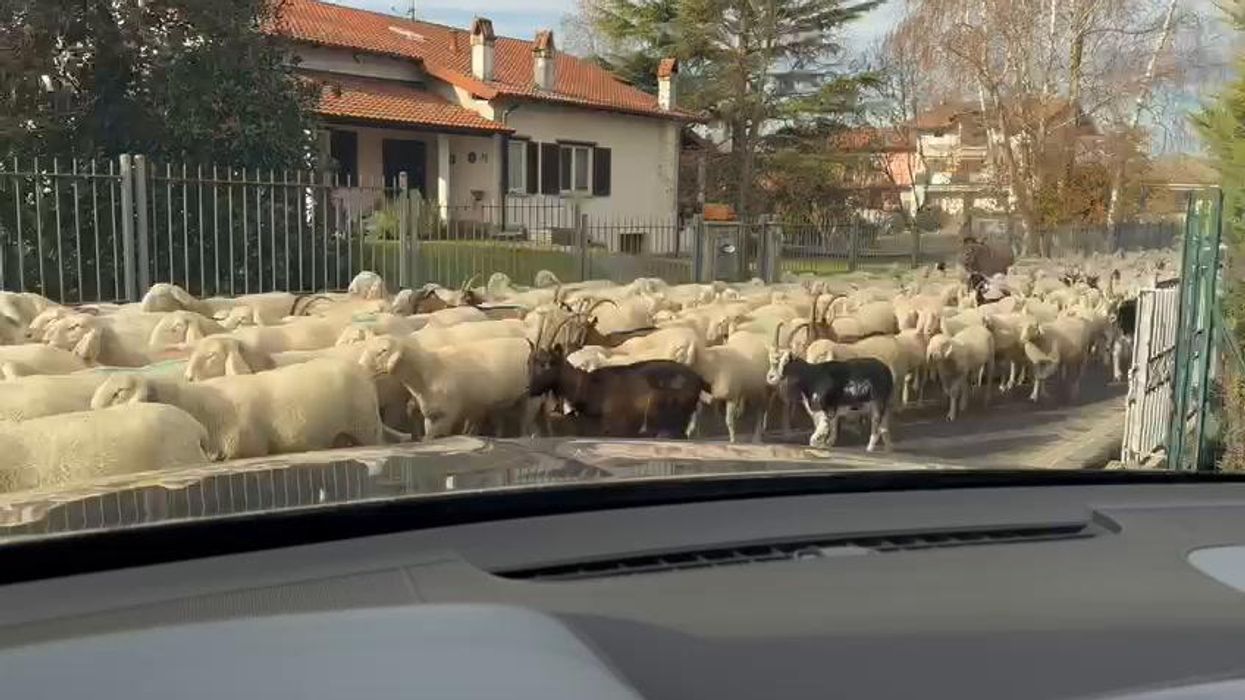Mandria di pecore blocca la strada nel novarese | video