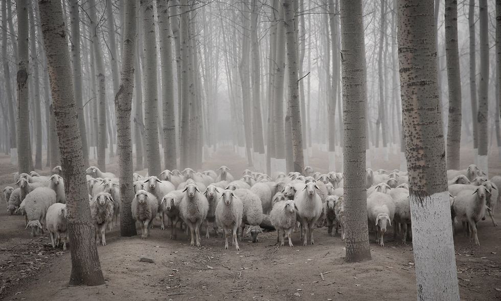 Pecore nello smog a Pechino