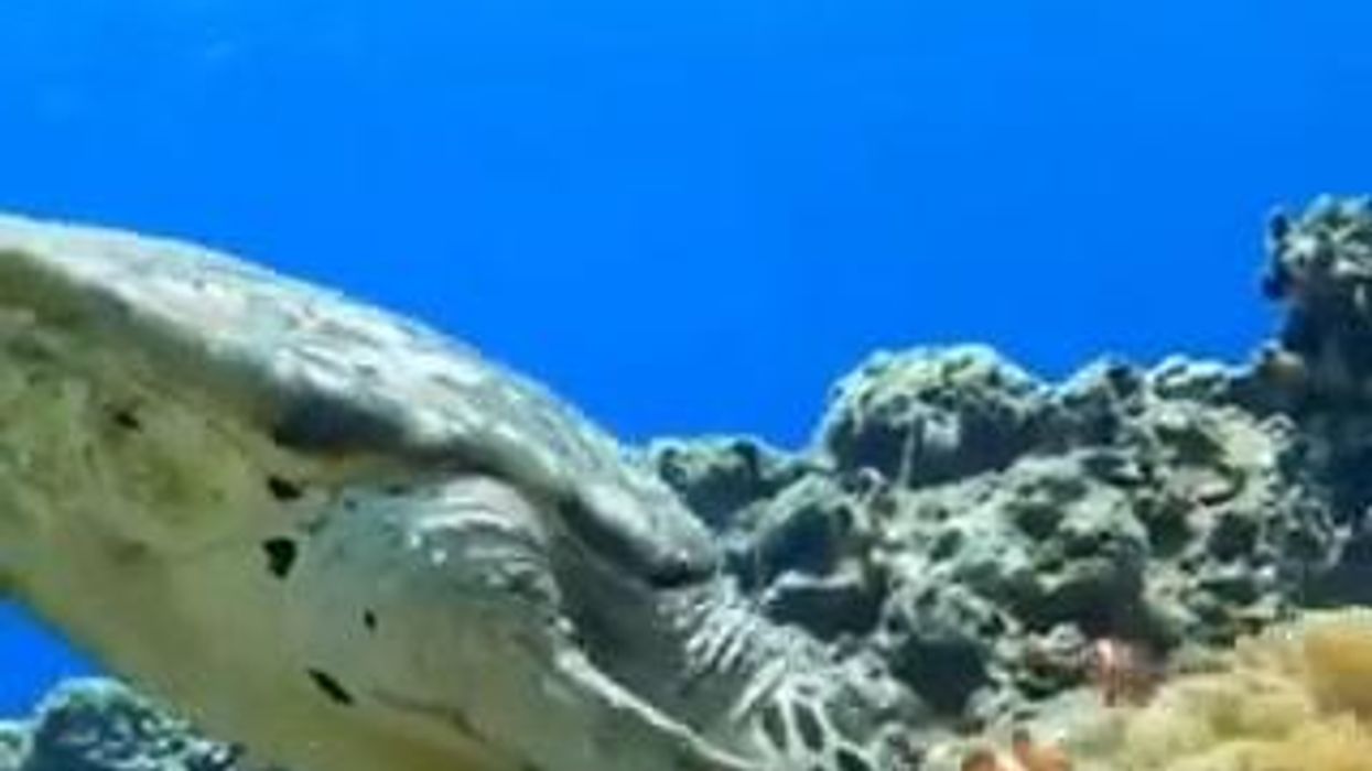 Pesci pagliaccio difendono casa dall'attacco di una tartaruga I video