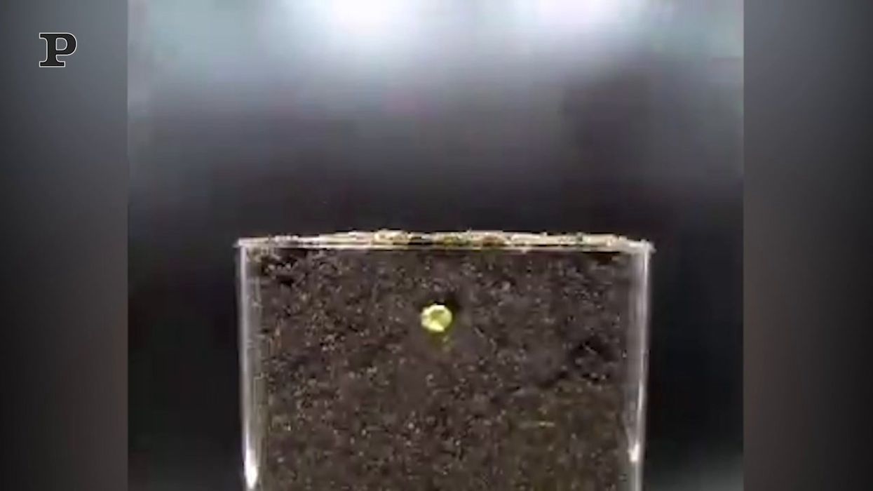 Come cresce una pianta? L'affascinante video