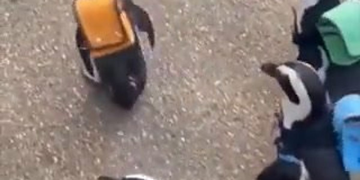 Pinguini in viaggio muniti di mini zaini in spalla, si parte! | video