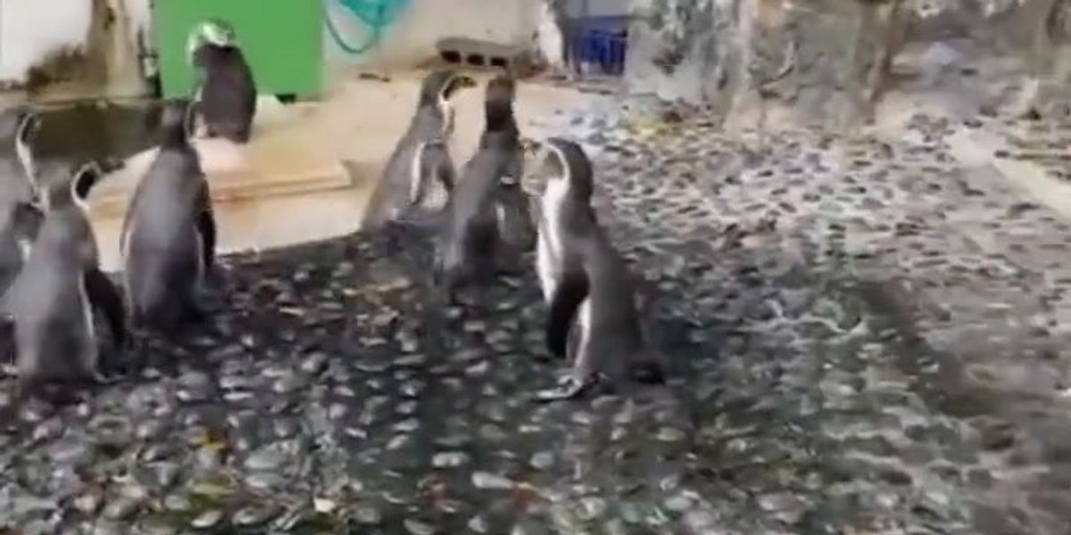  Pinguini-distratti-da-una-farfalla-video