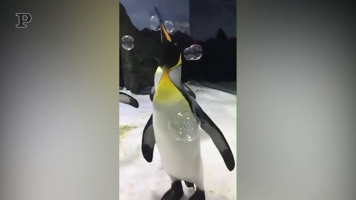 Il pinguino giocherellone che ha incantato i turisti