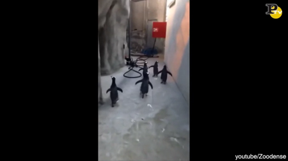pinguini scappano zoo odense