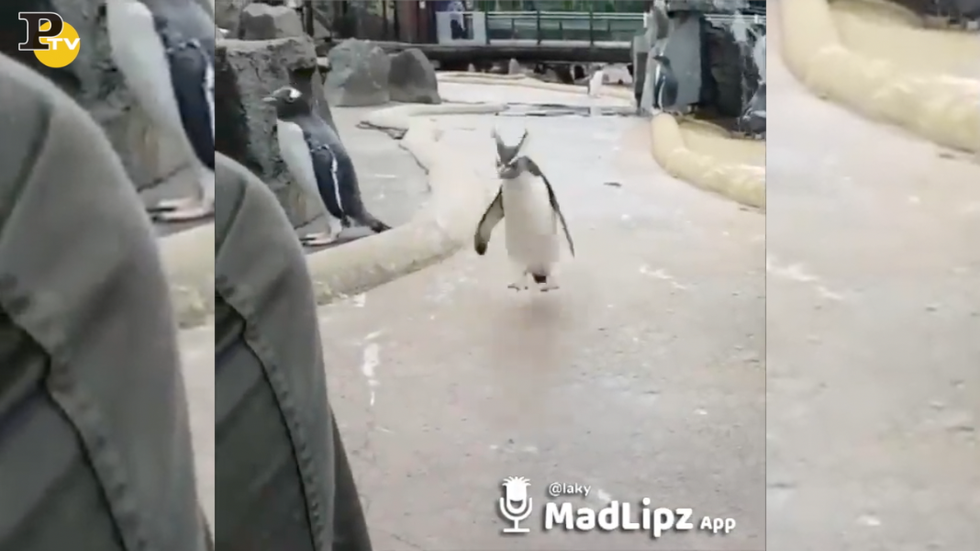 pinguino salta di gioia allo zoo video divertente virale