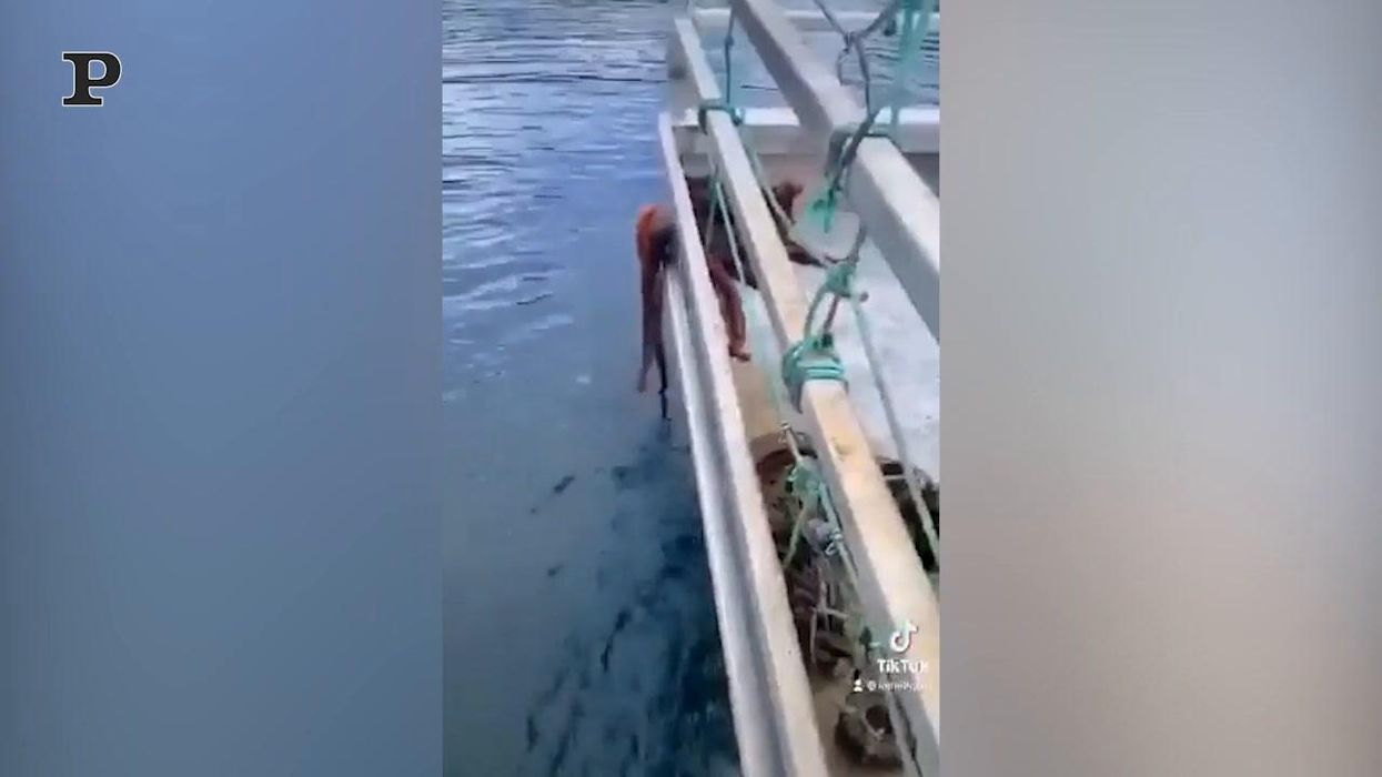 Polpo fugge da un peschereccio passando per una fessura | Video