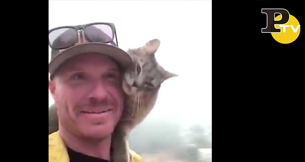 Pompiere salvo gatto da incendio in California video