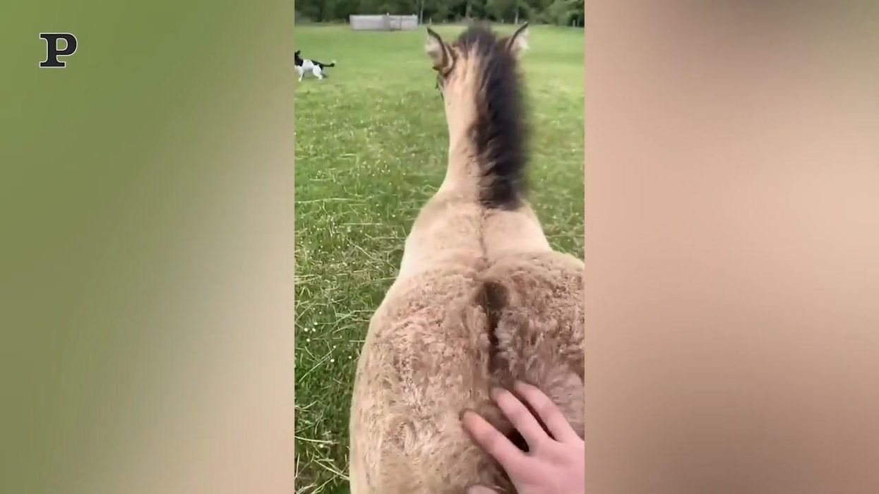 Pony rincorre l'amico per essere accarezzato | Video