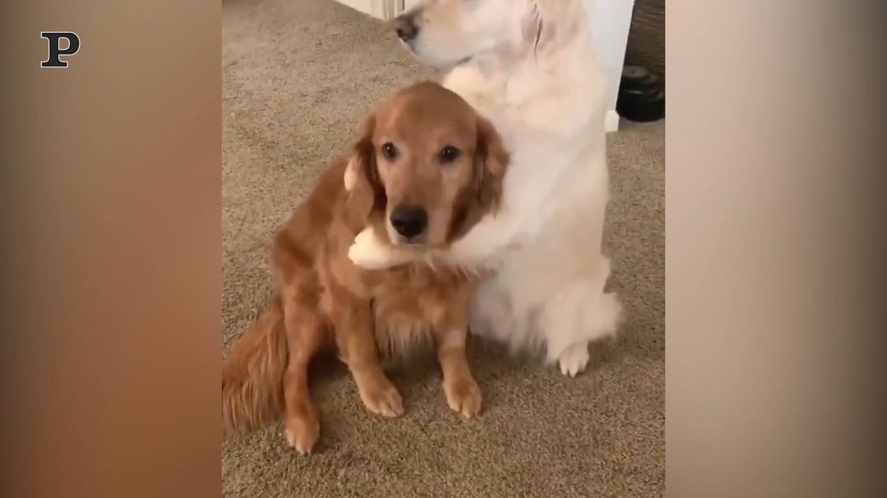 Quando un cane chiede scusa | video