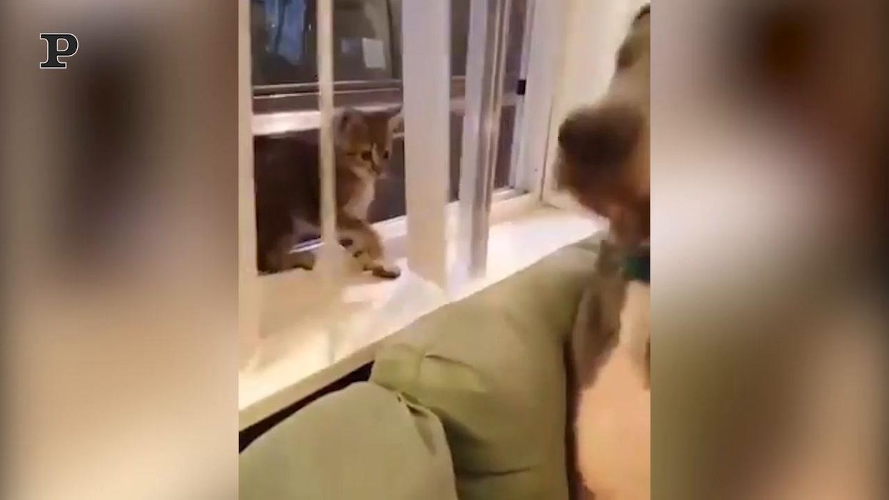 Quando un cane fifone ha paura di un gatto | video