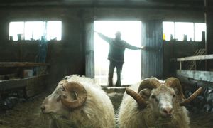 RAMS - Storia di due fratelli e otto pecore