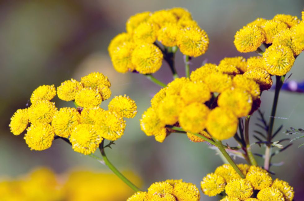 Artemisia e tumori, le 10 cose da sapere