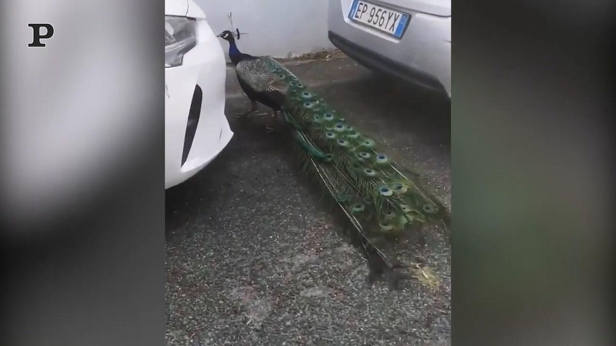Roma, avvistato un pavone tra le strade di Tor Cervara | video