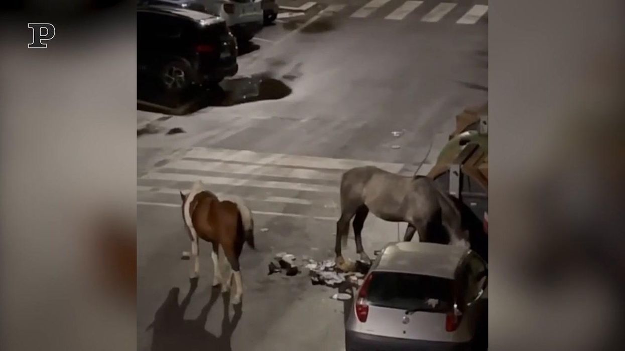 Roma, una coppia di cavalli tra i palazzi di Corviale | video