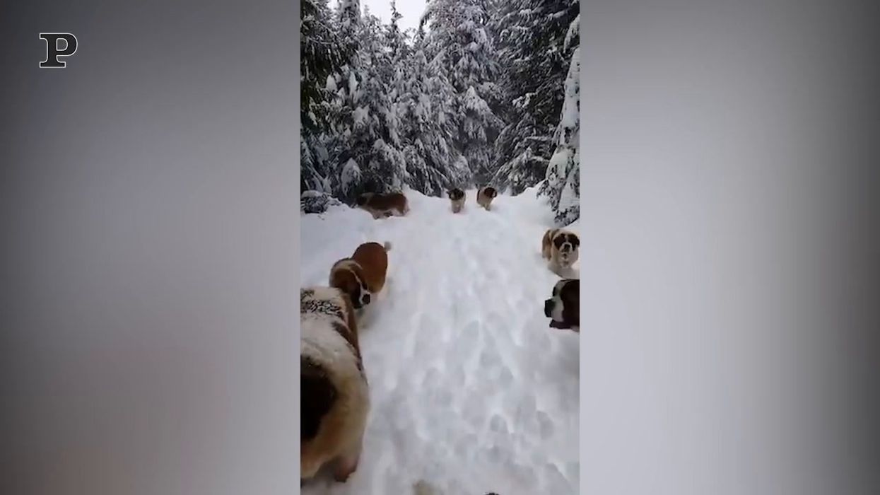 Il paradiso esiste ed è pieno di cuccioli di San Bernardo che corrono nella neve