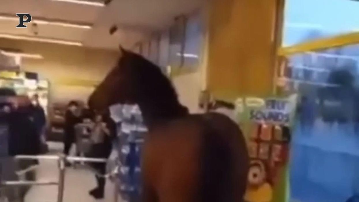 Sardegna, cavallo in fuga entra in un supermercato | Video