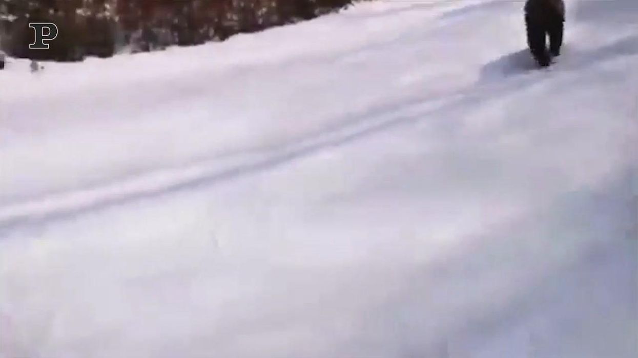 Sciatore inseguito da un orso in Romania | video