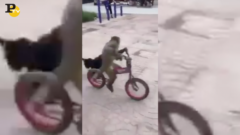 scimmia guida bicicletta strada video