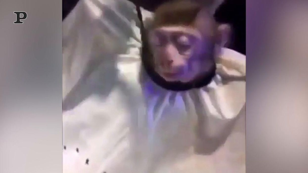Scimmia va dal parrucchiere e si rifà il look | video